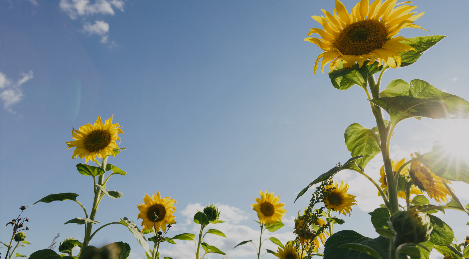 Sunflower field